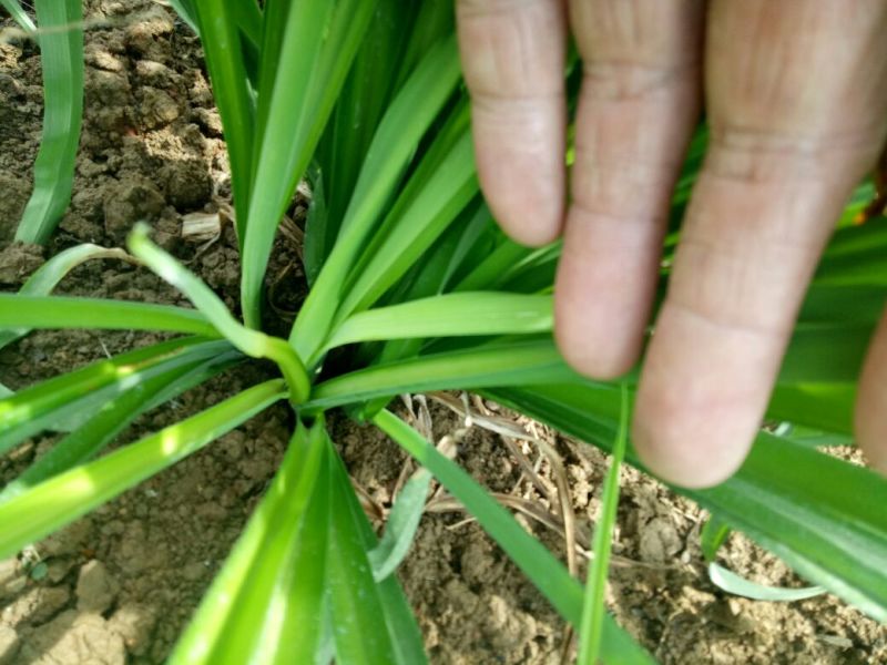 【实力推荐】猛子花黄花菜种苗袋装，量大优惠基地直供