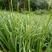 【实力推荐】猛子花黄花菜种苗袋装，量大优惠基地直供