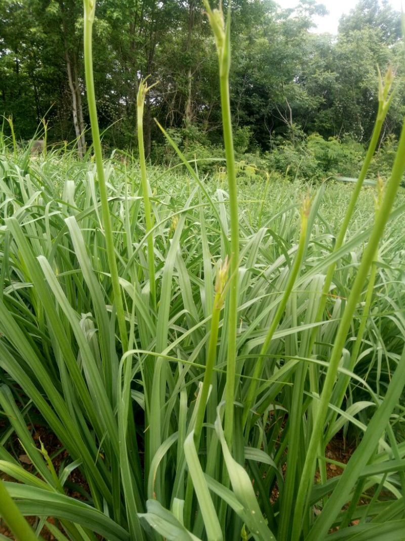 【实力推荐】猛子花黄花菜种苗袋装，量大优惠基地直供