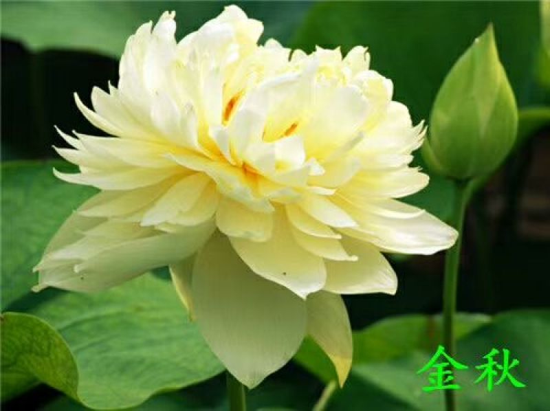 供应普通荷花苗和精品荷花苗，可施工