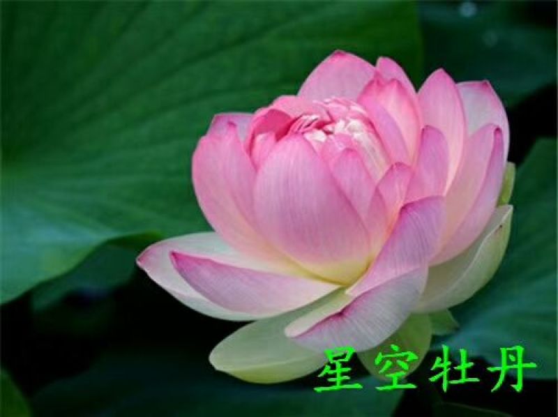 供应普通荷花苗和精品荷花苗，可施工