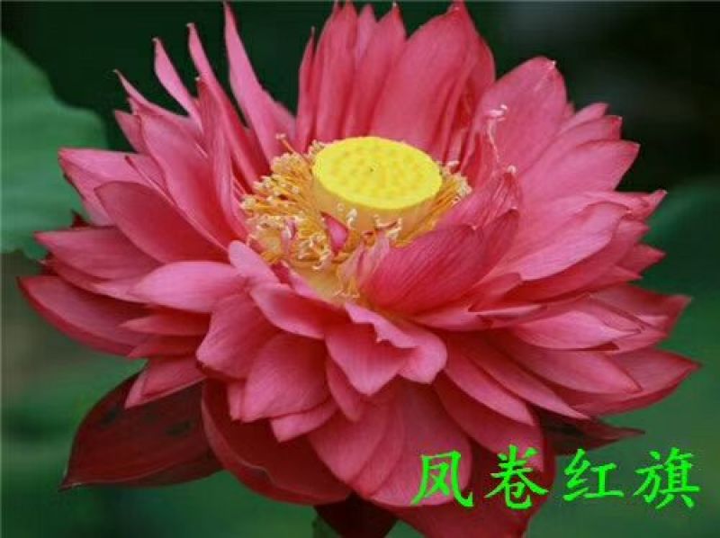供应普通荷花苗和精品荷花苗，可施工