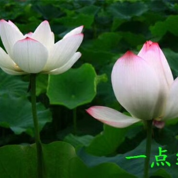 供应普通荷花苗和精品荷花苗，可施工