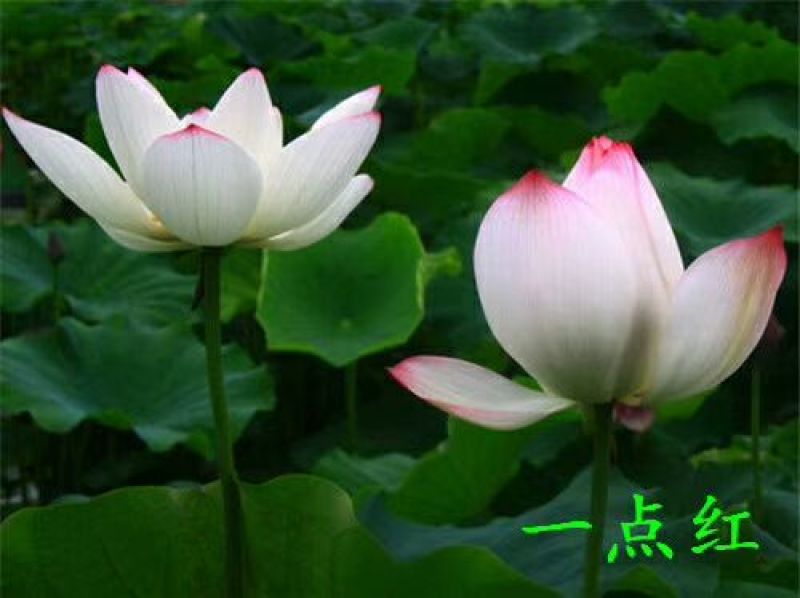 供应普通荷花苗和精品荷花苗，可施工