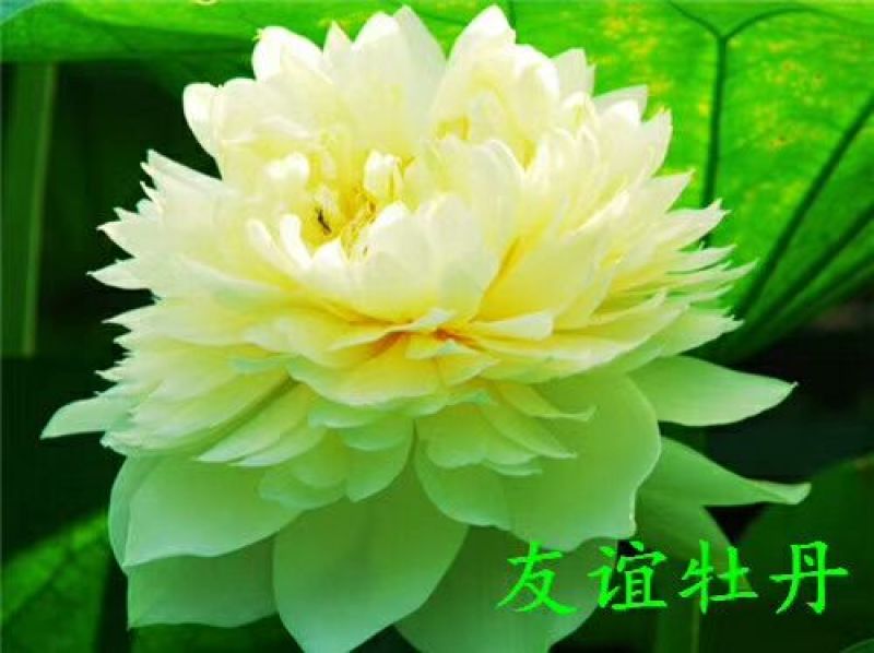 供应普通荷花苗和精品荷花苗，可施工