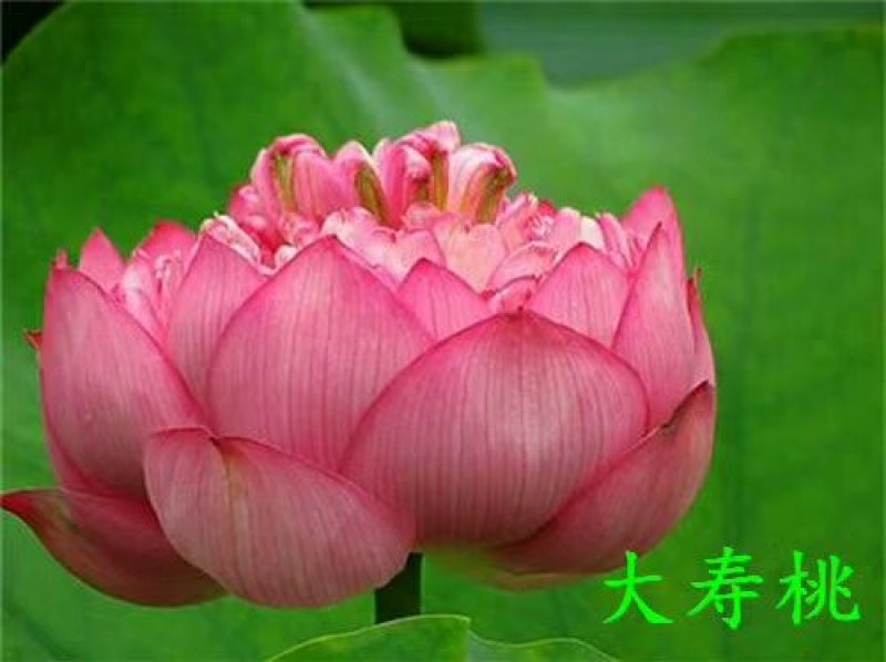 供应普通荷花苗和精品荷花苗，可施工