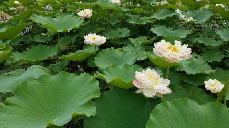 供应普通荷花苗和精品荷花苗，可施工