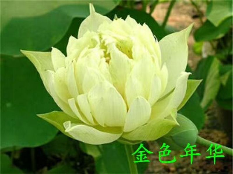 供应普通荷花苗和精品荷花苗，可施工