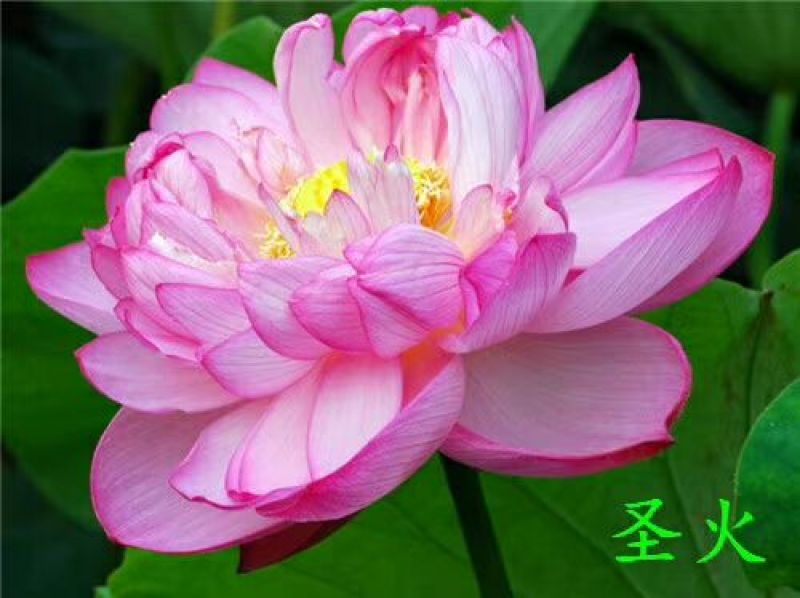 供应普通荷花苗和精品荷花苗，可施工
