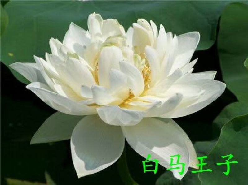 供应普通荷花苗和精品荷花苗，可施工
