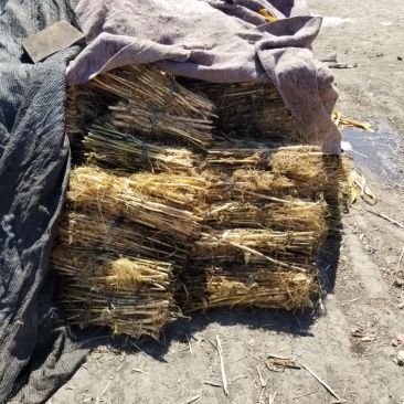 供应芦苇苗量大价优，可以施工