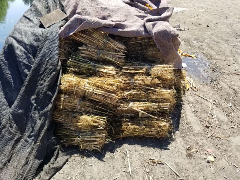 供应芦苇苗量大价优，可以施工
