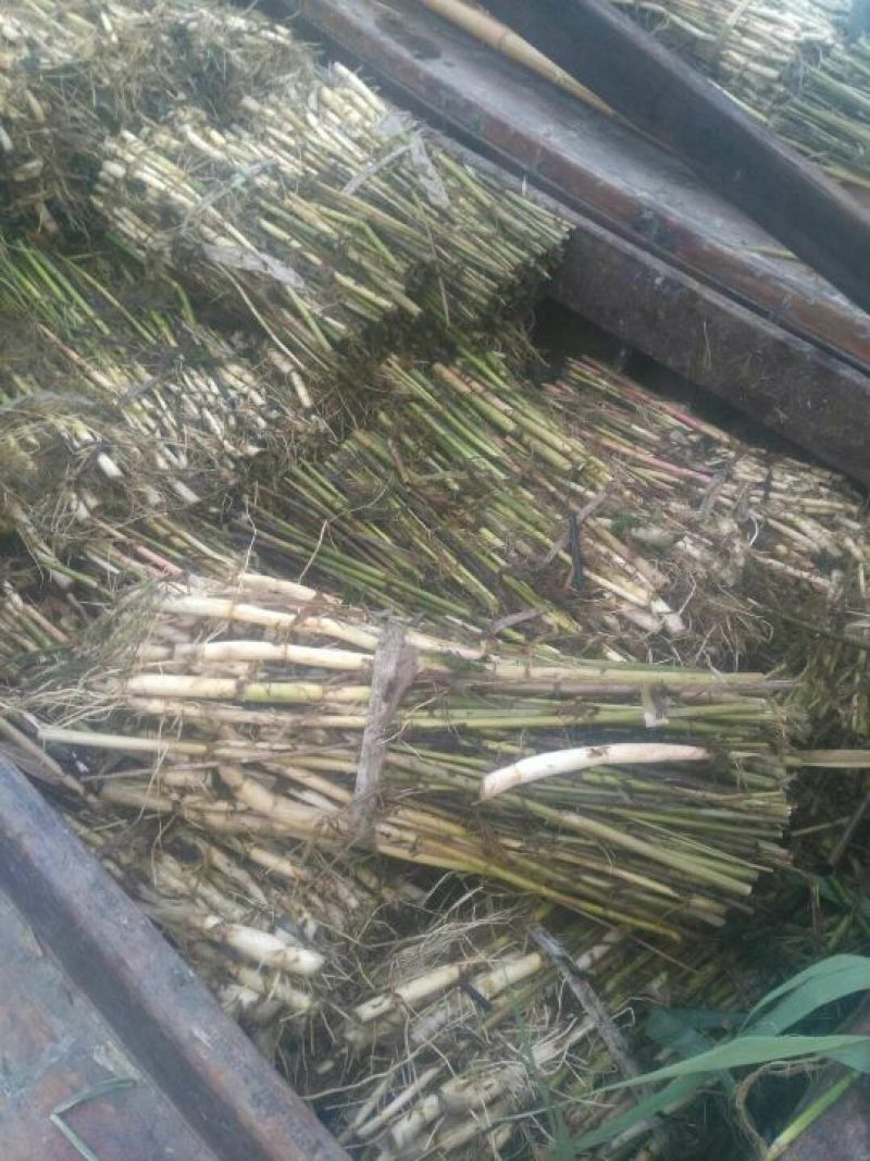 供应芦苇苗量大价优，可以施工