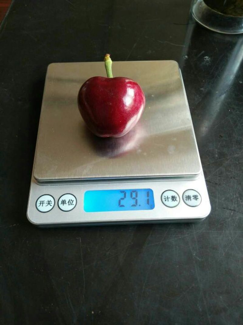 山东肥城市露天樱桃，品种多，果数量大，质量好，欢迎你