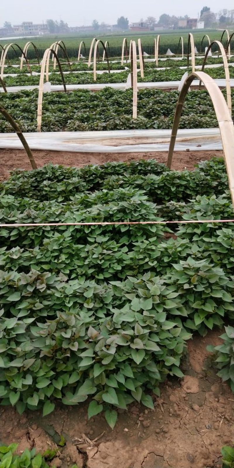 河南省禹州市红薯苗-烟薯苗脱毒红薯苗基地成活率高欢迎咨询