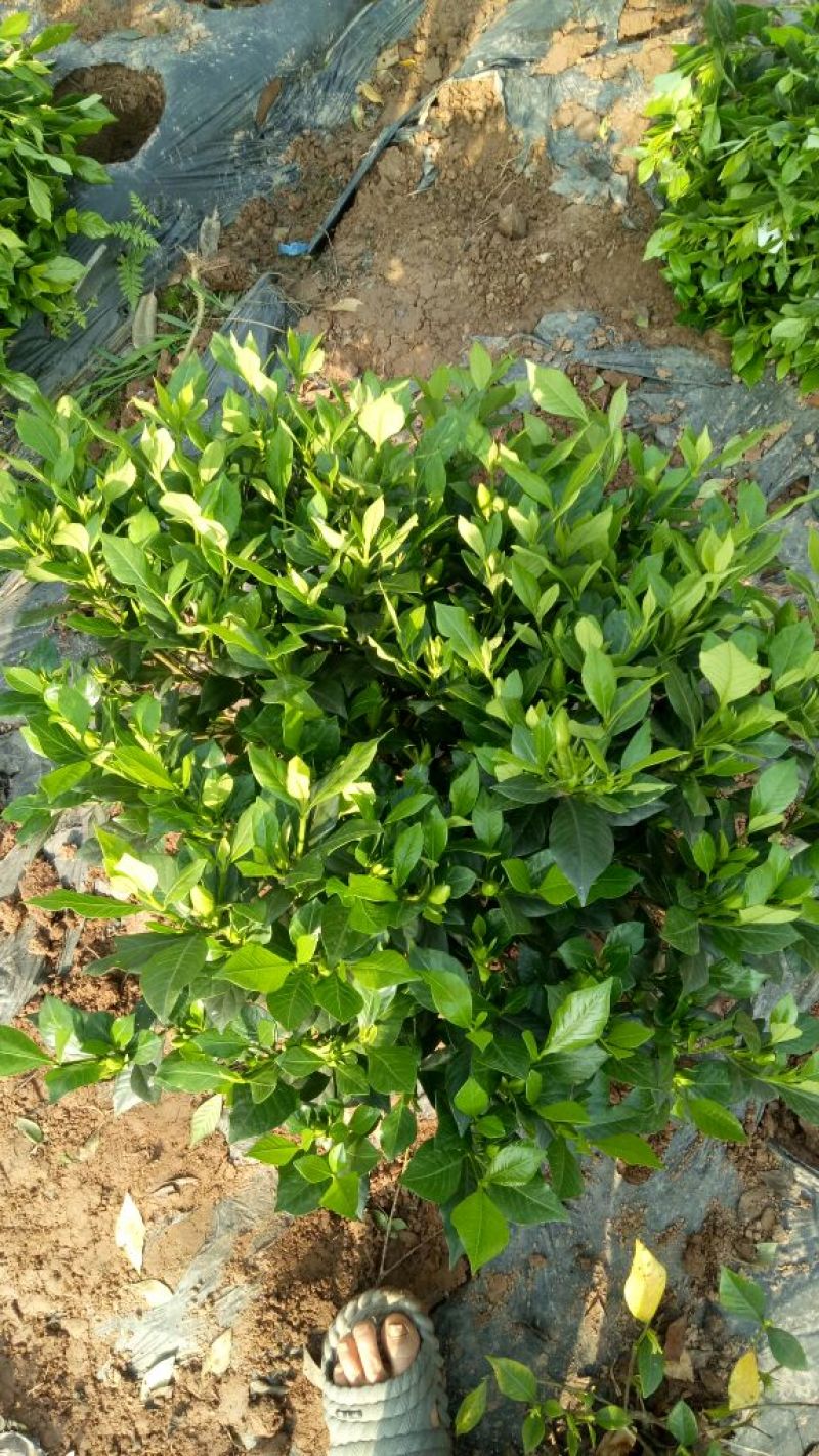 栀子花2~4cm18~20cm0.5~1米