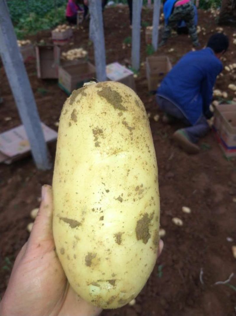 【基地直供】荷兰十五土豆洋芋马铃货源充足品质保证
