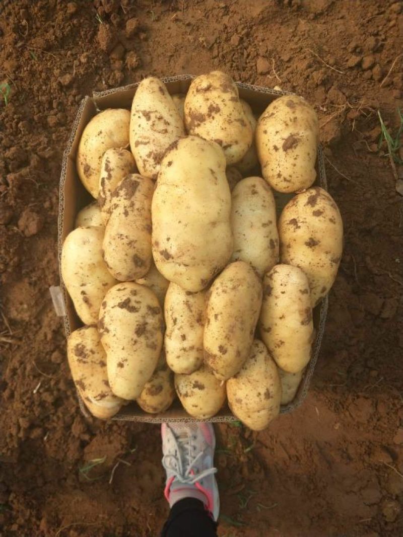 【基地直供】荷兰十五土豆洋芋马铃货源充足品质保证