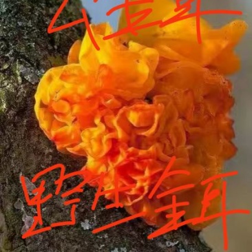 精品干金耳
