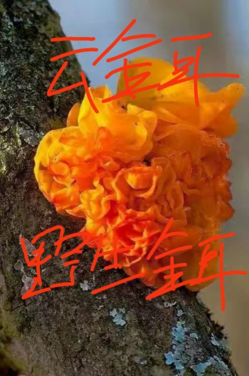 精品干金耳