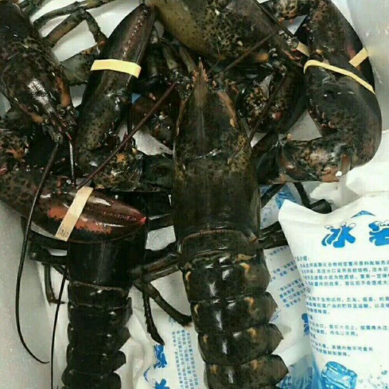 澳洲龙虾20斤以下都有