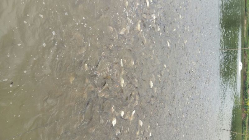 杂交鲫鱼