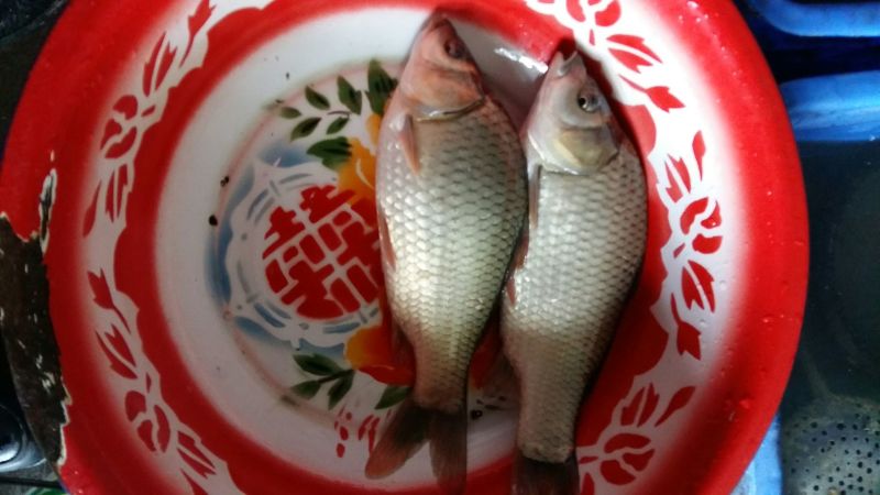 杂交鲫鱼
