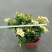 龙船花