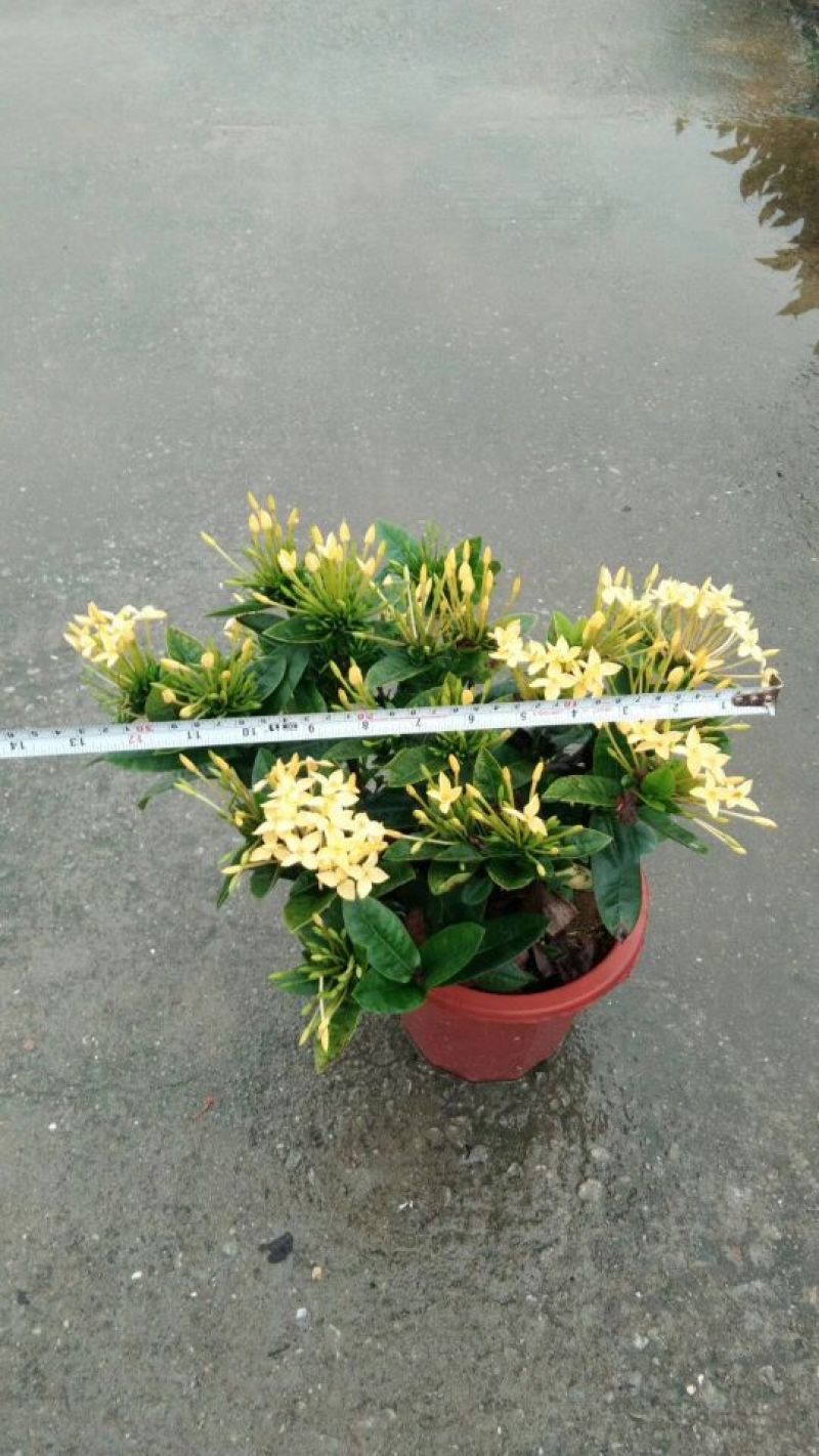 龙船花