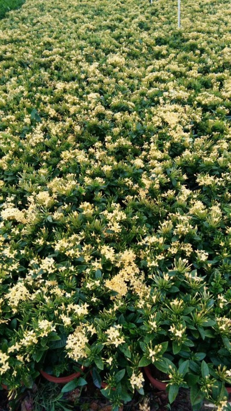 龙船花