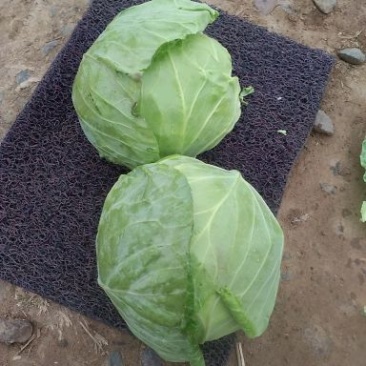 大量供应优质甘蓝，质优价廉，无虫眼，货源充足，一手货源。