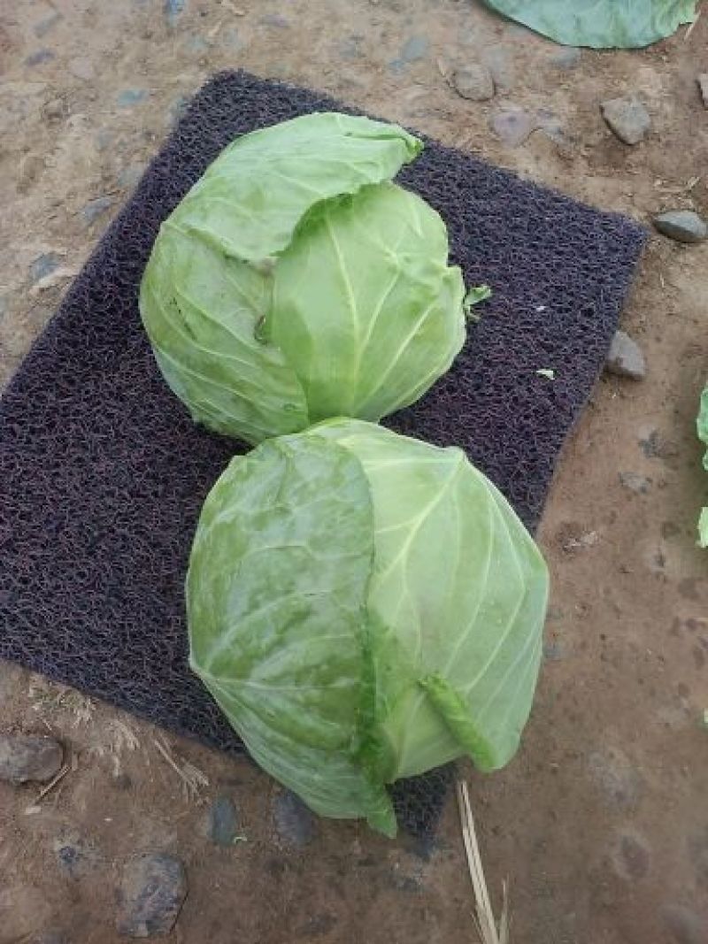 大量供应优质甘蓝，质优价廉，无虫眼，货源充足，一手货源。