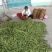 山东单县白不老，紫花油豆已上市，大吨位供货！