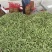 山东单县白不老，紫花油豆已上市，大吨位供货！