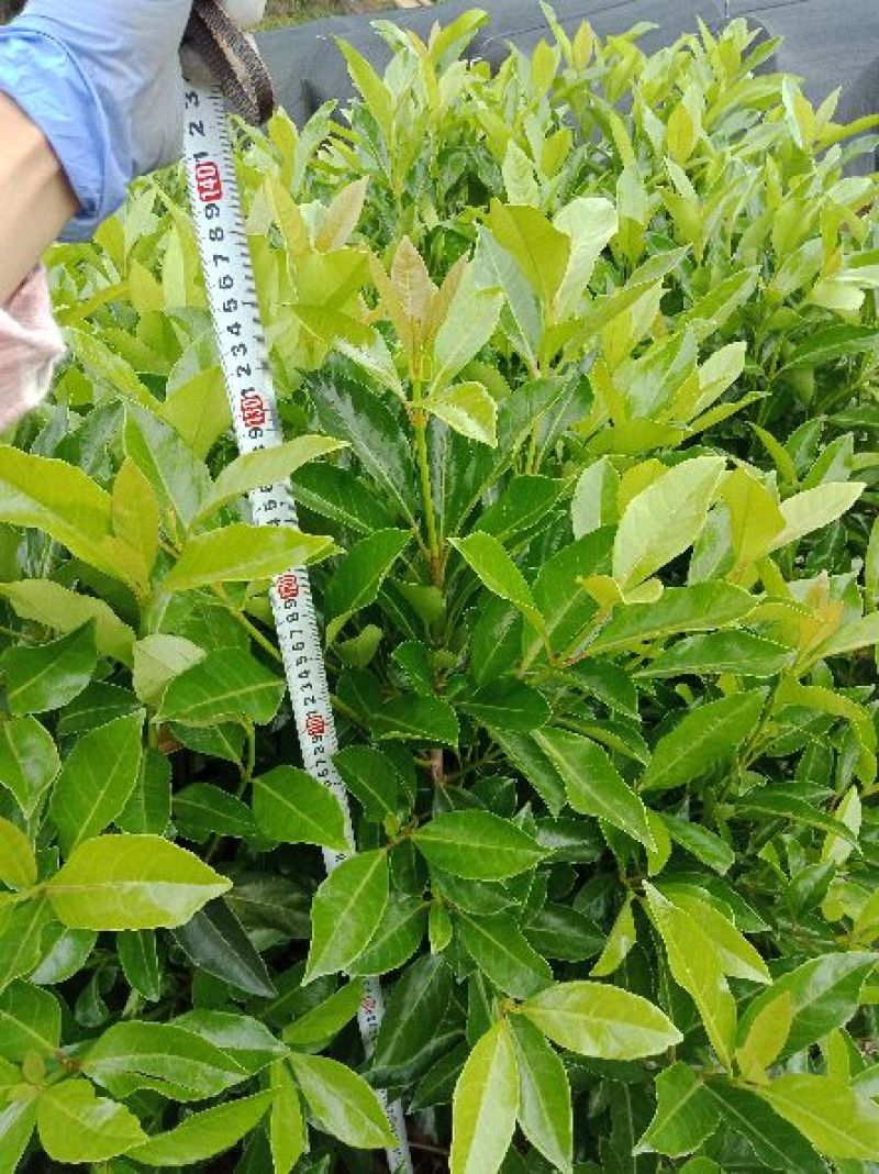 金边黄杨苗20~30cm