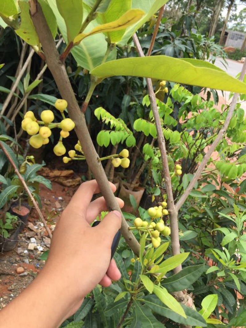 莲雾种苗大叶红黑金刚