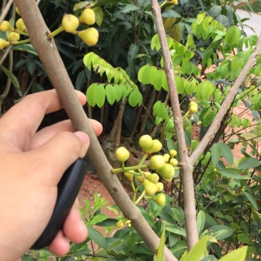 莲雾种苗大叶红黑金刚