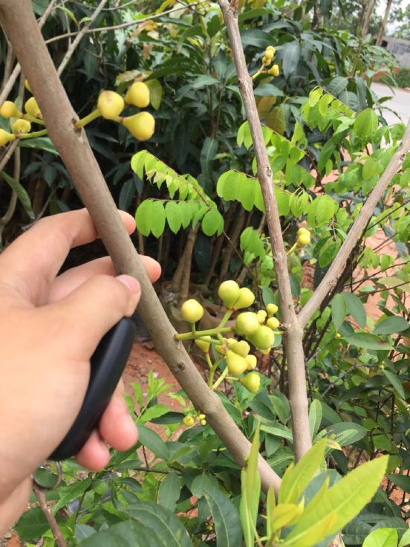 莲雾种苗大叶红黑金刚