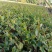 红花继木球20-30cm深