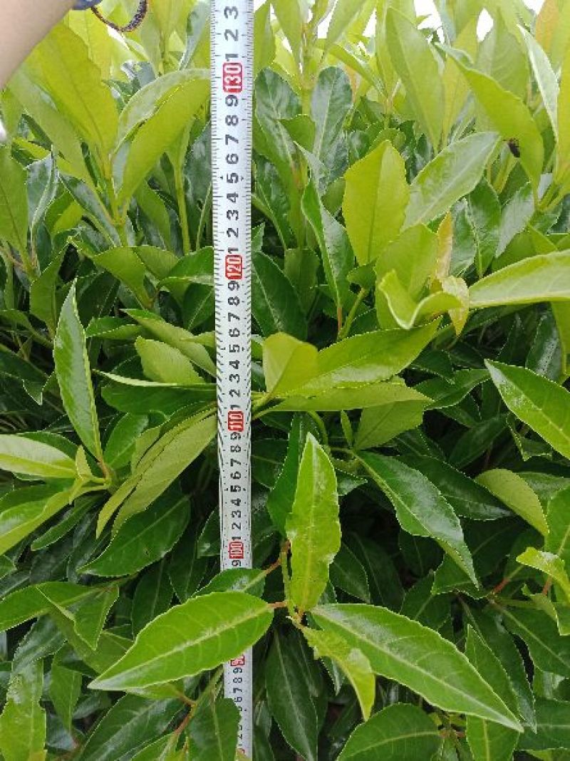 洒金柏20-30cm深