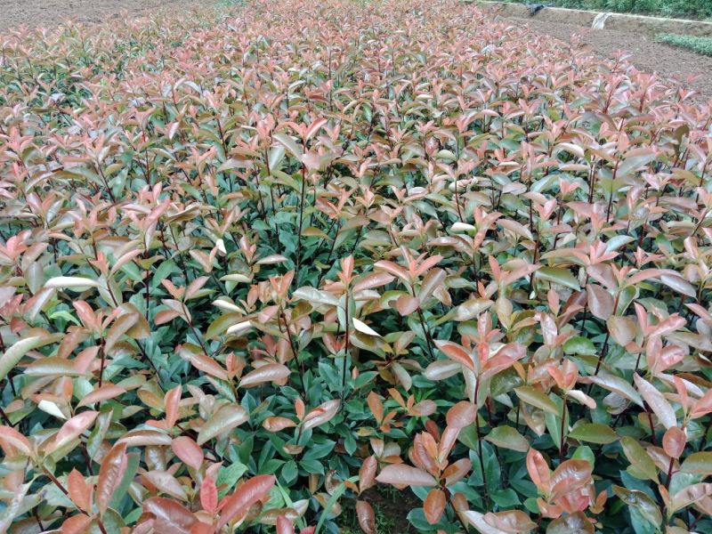 洒金柏20-30cm深