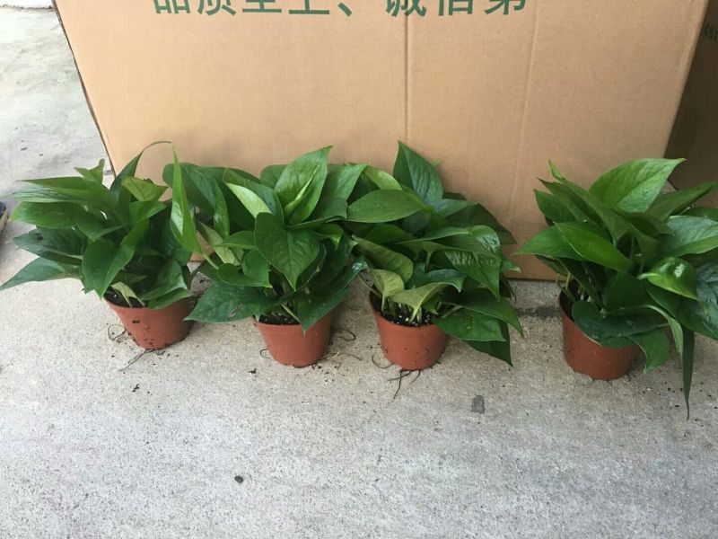 100#绿萝盆栽