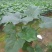 110#春雨盆栽
