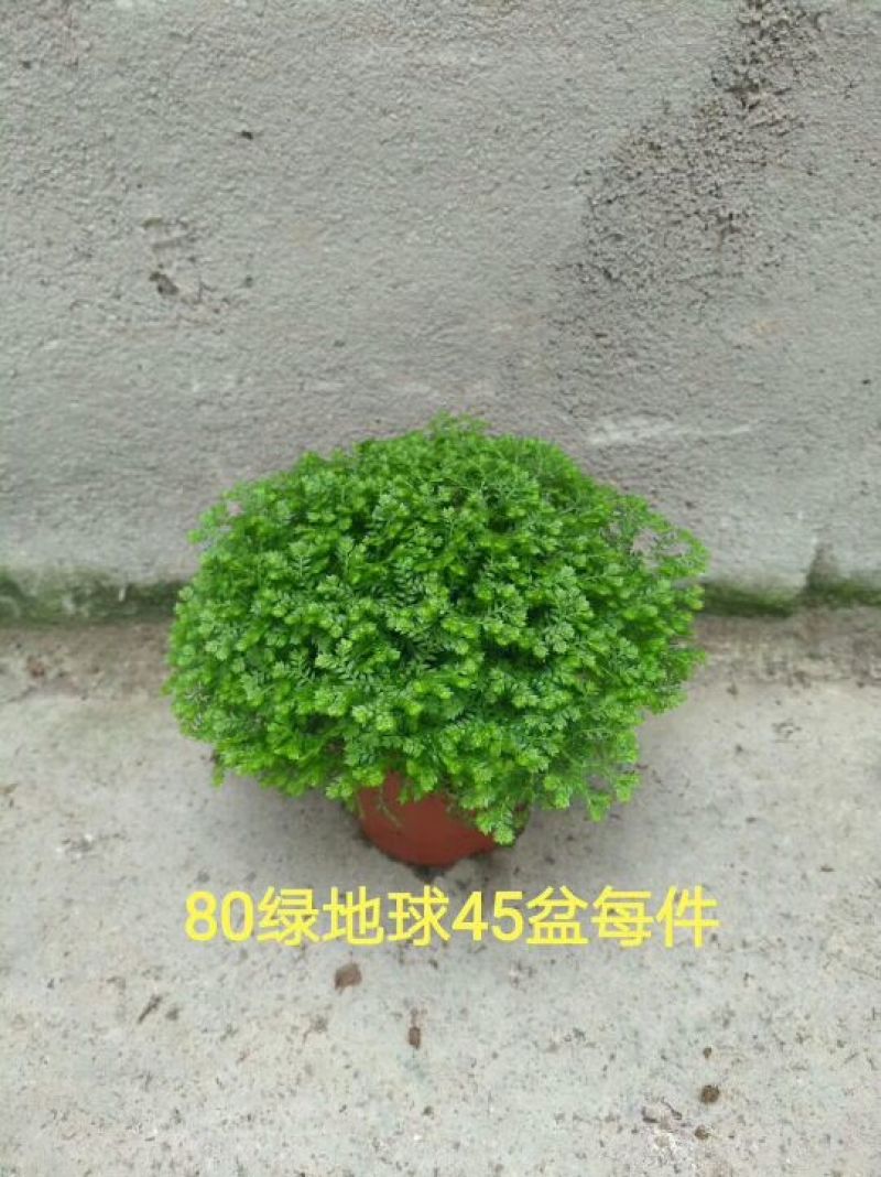80#绿地球，80#金丝雀
