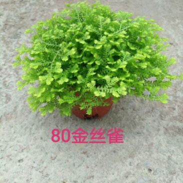 80#绿地球，80#金丝雀