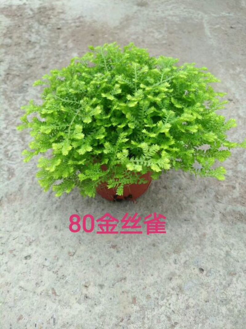 80#绿地球，80#金丝雀