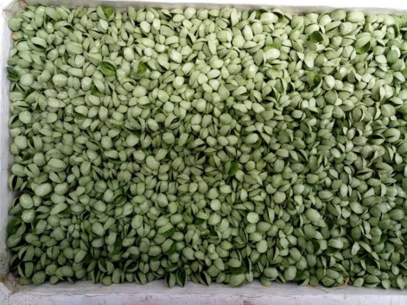黄豆芽