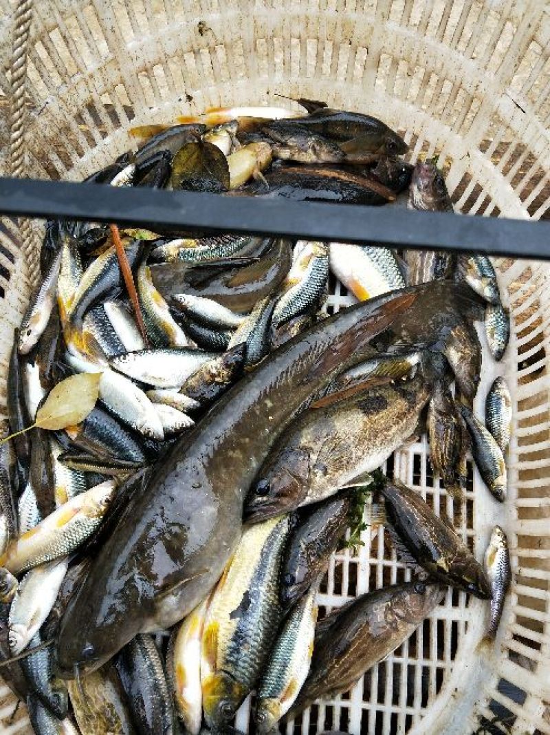 原生态石斑鱼，