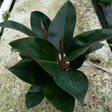 白掌苗