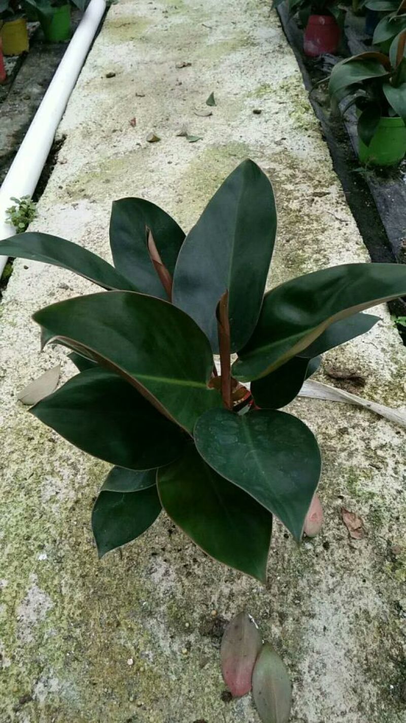 白掌苗
